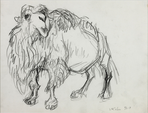 Wolf Kahn, Camel, 1956-57    Pencil 9 x 11 inches