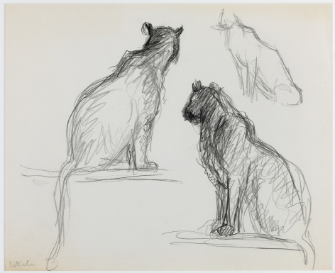 wolf Kahn, Pumas, 1948    Pencil 14 x 17 inches